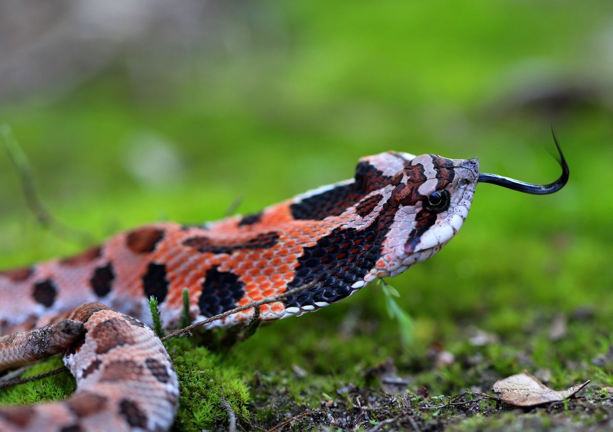 Eastern Hognose Snake (Heterodon platirhinos)