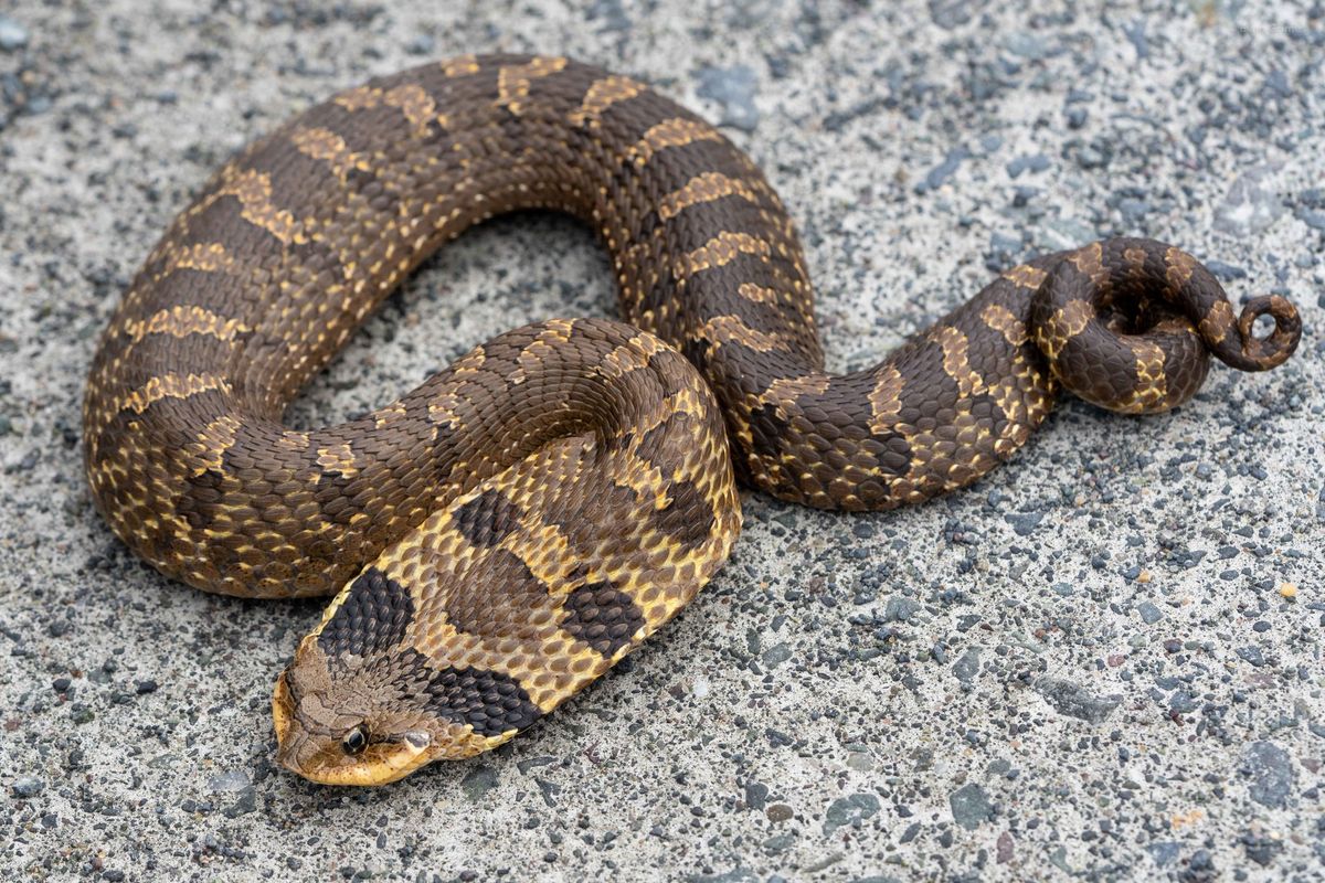 Eastern Hognose Snake (Heterodon platirhinos)