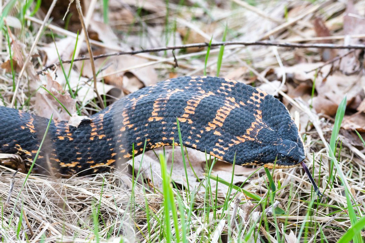 Eastern Hognose Snake (Heterodon platirhinos)
