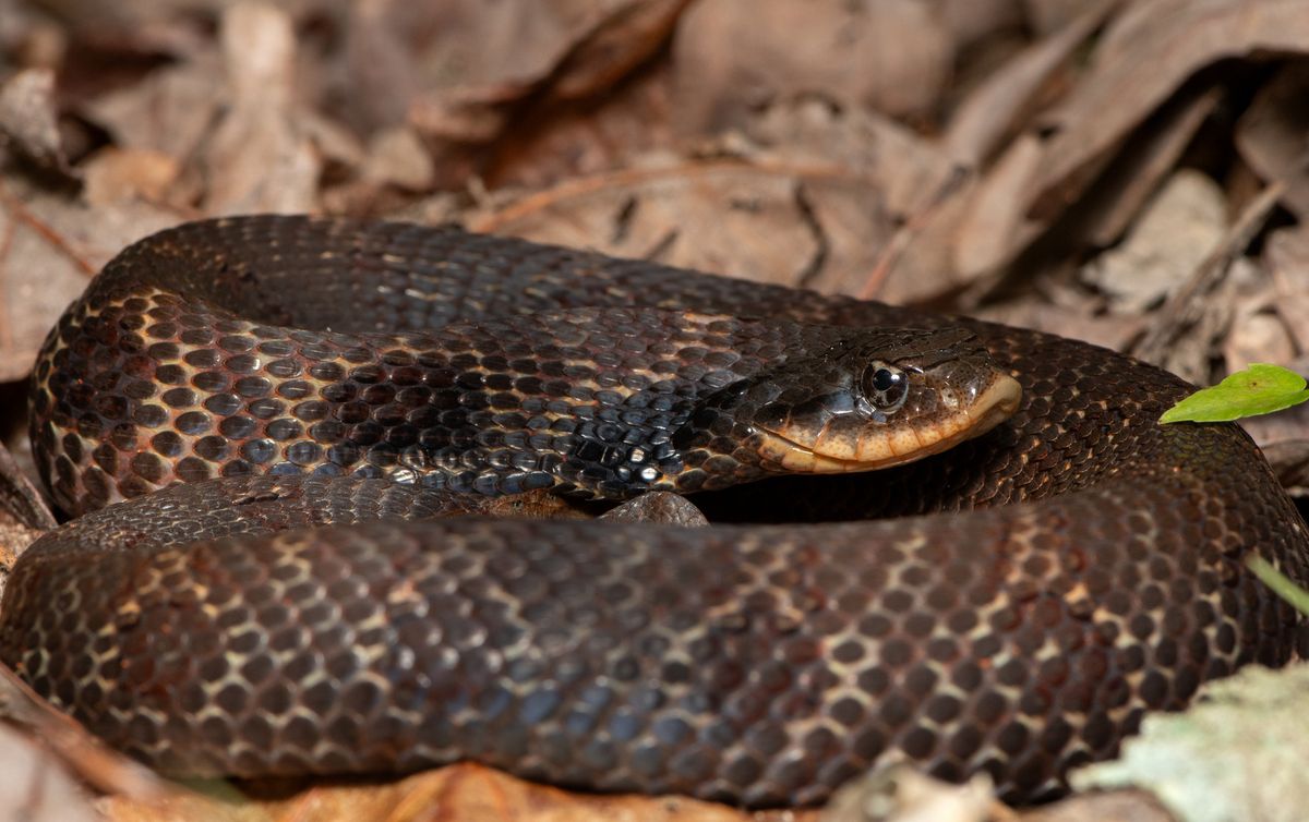 Eastern Hognose Snake (Heterodon platirhinos)