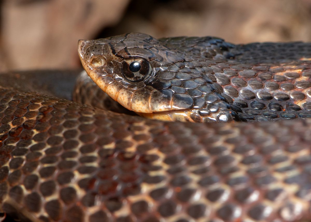 Eastern Hognose Snake (Heterodon platirhinos)
