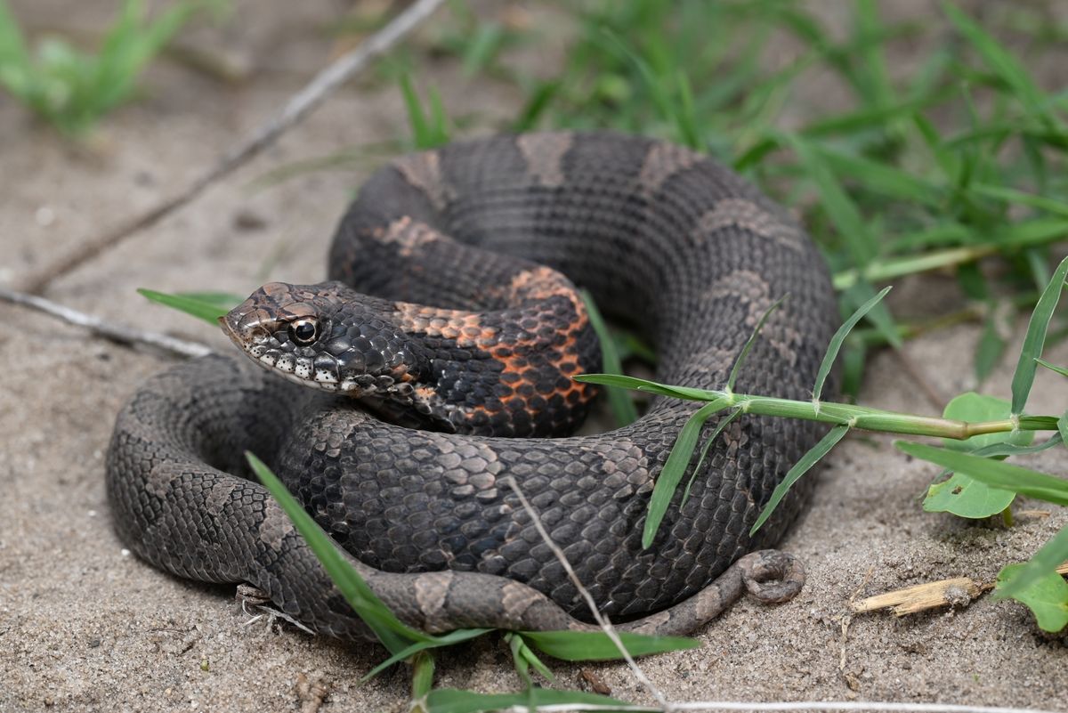 Eastern Hognose Snake (Heterodon platirhinos)