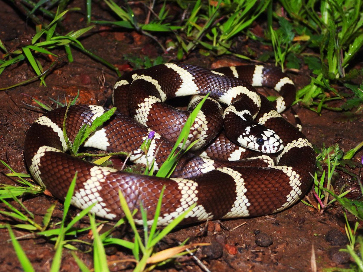 Eastern Kingsnake (Lampropeltis getula)