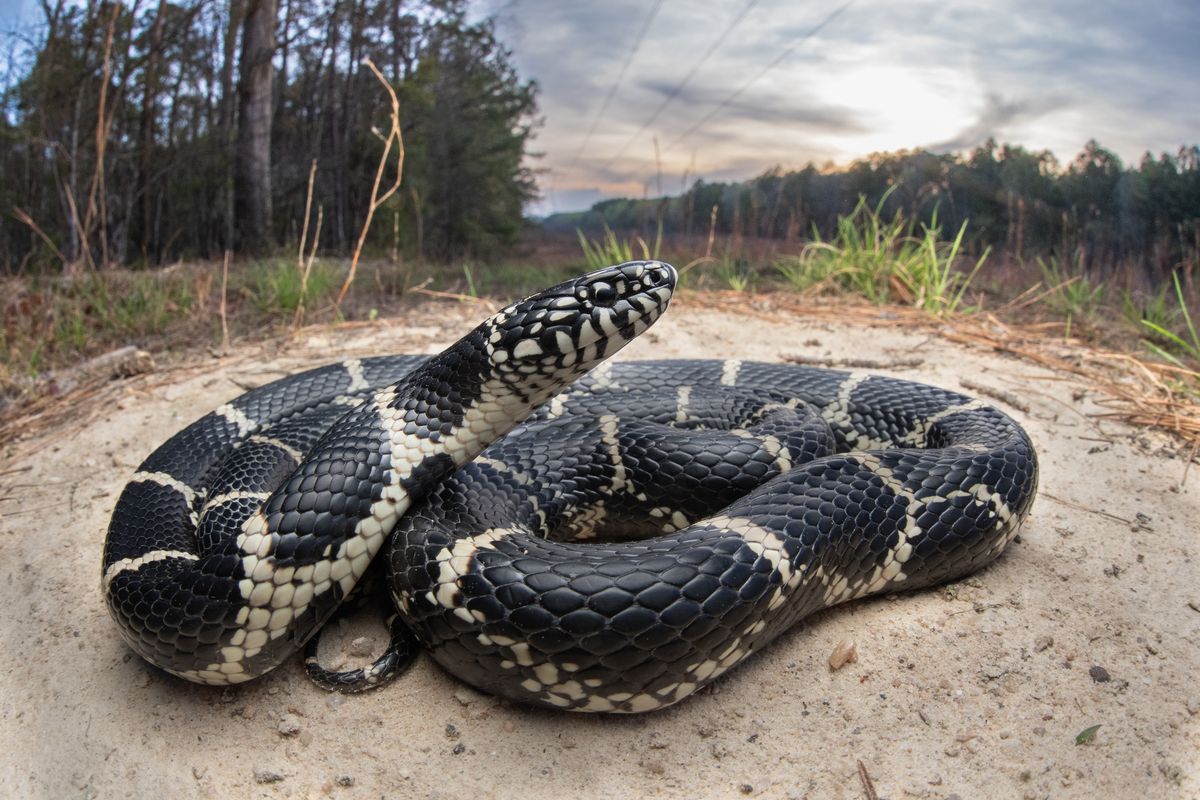 Eastern Kingsnake (Lampropeltis getula)