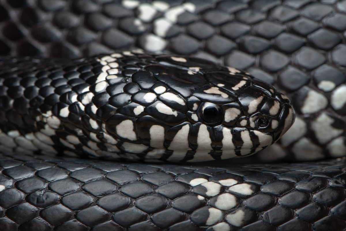 Eastern Kingsnake (Lampropeltis getula)