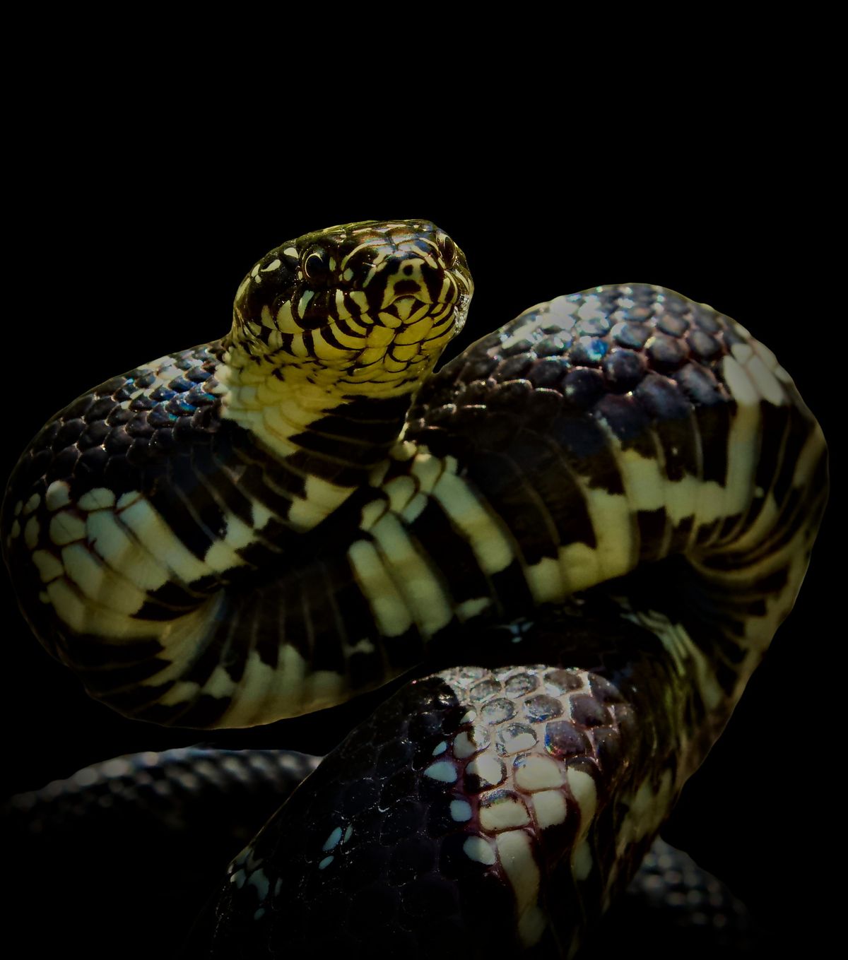 Eastern Kingsnake (Lampropeltis getula)