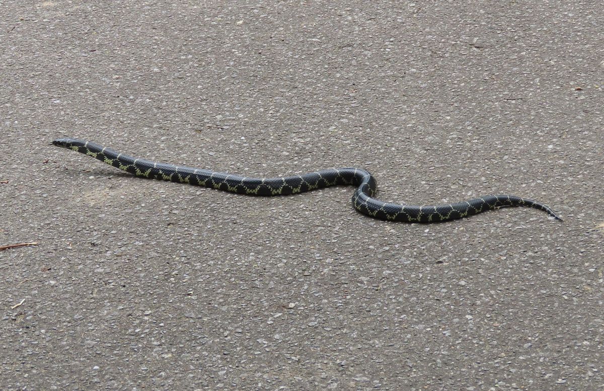 Eastern Kingsnake (Lampropeltis getula)