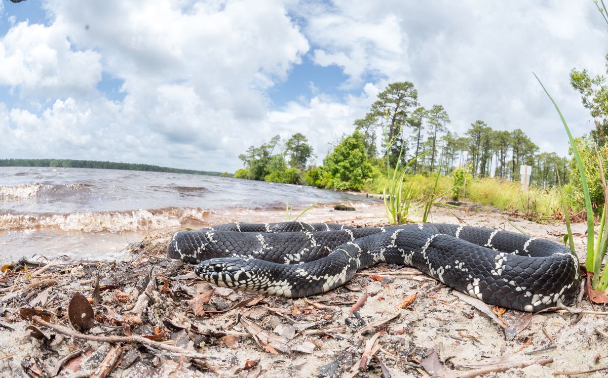 Eastern Kingsnake (Lampropeltis getula)