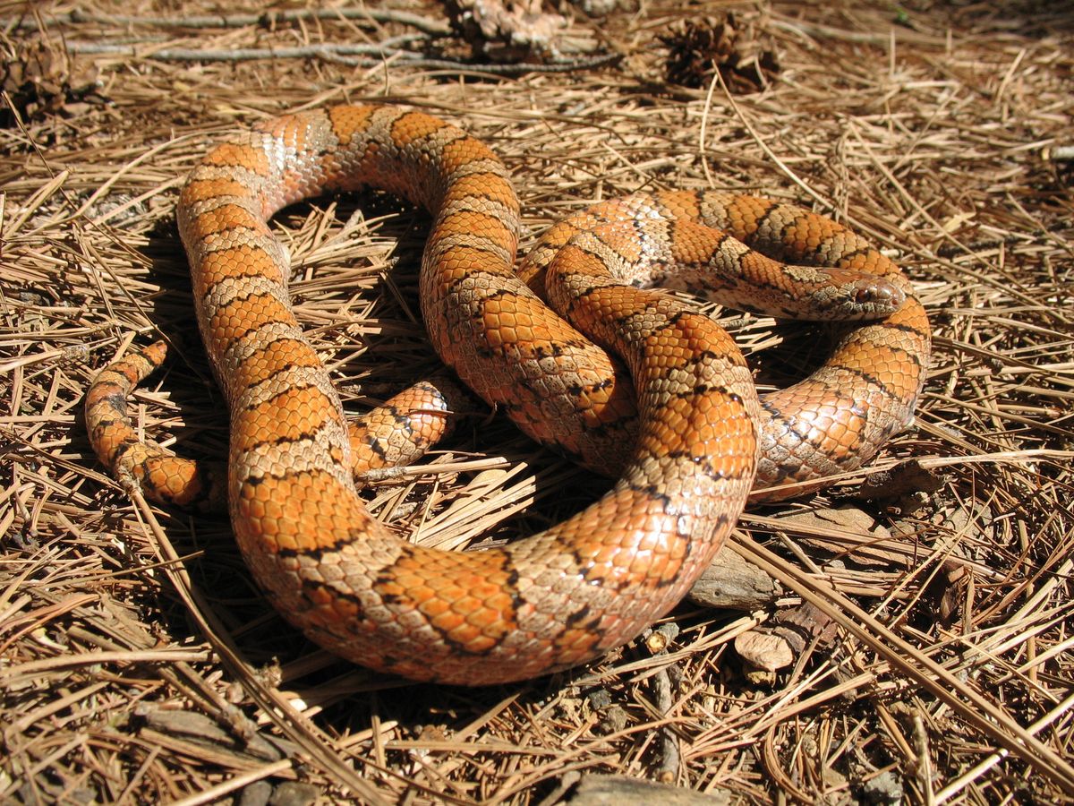 Eastern Milksnake (Lampropeltis triangulum)