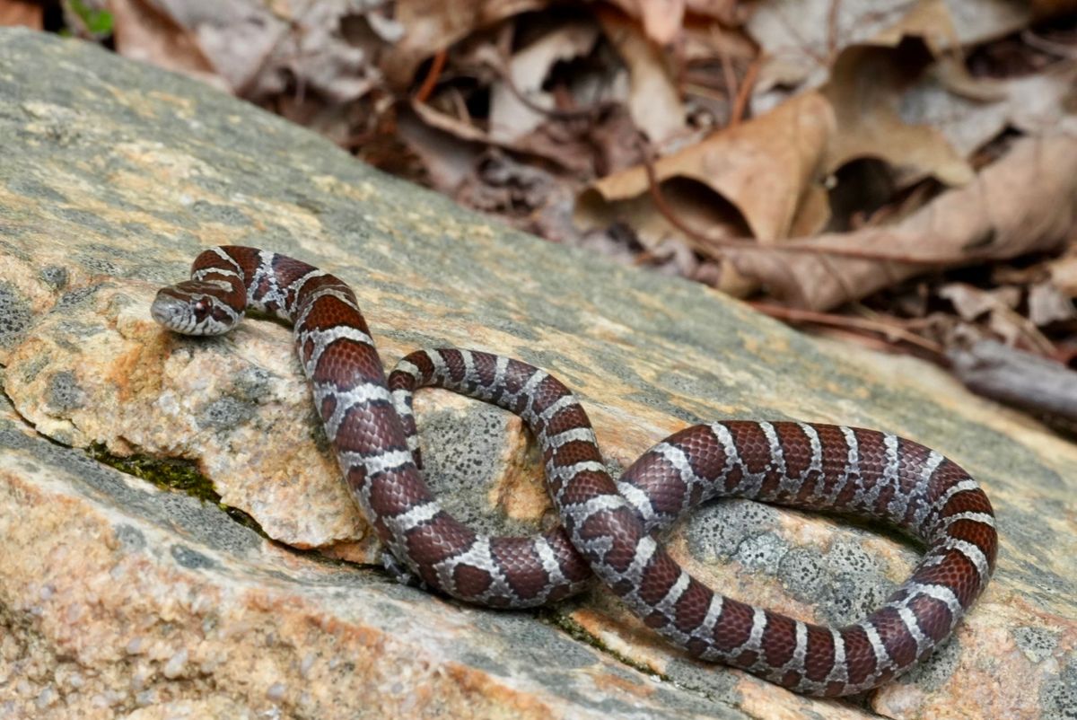 Eastern Milksnake (Lampropeltis triangulum)