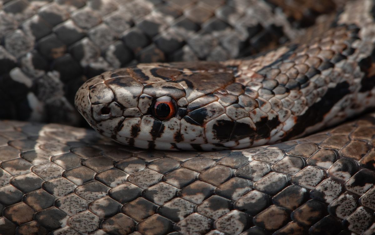 Eastern Milksnake (Lampropeltis triangulum)