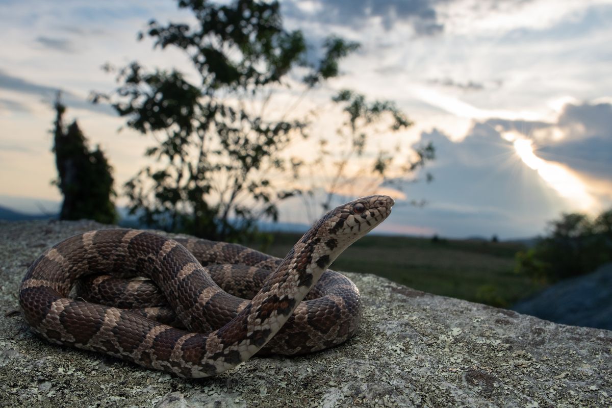 Eastern Milksnake (Lampropeltis triangulum)