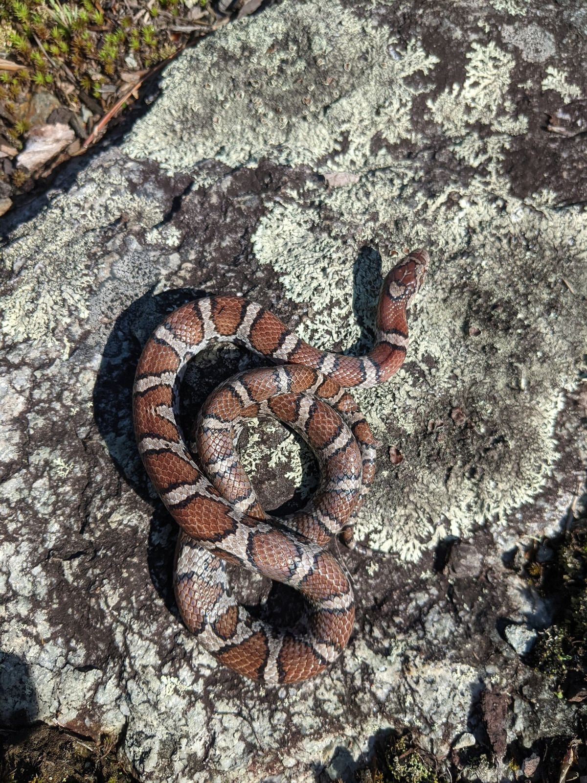 Eastern Milksnake (Lampropeltis triangulum)
