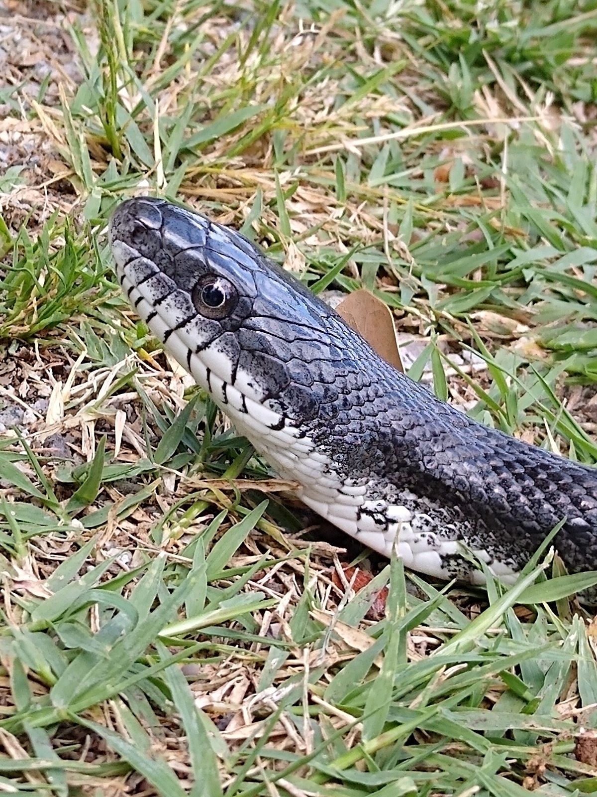 Eastern Ratsnake (Pantherophis alleghaniensis)