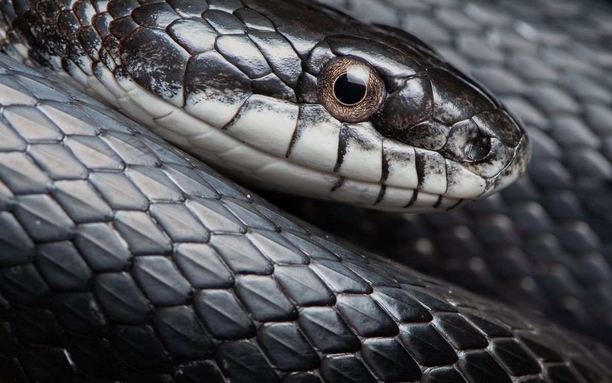 Eastern Ratsnake (Pantherophis alleghaniensis)