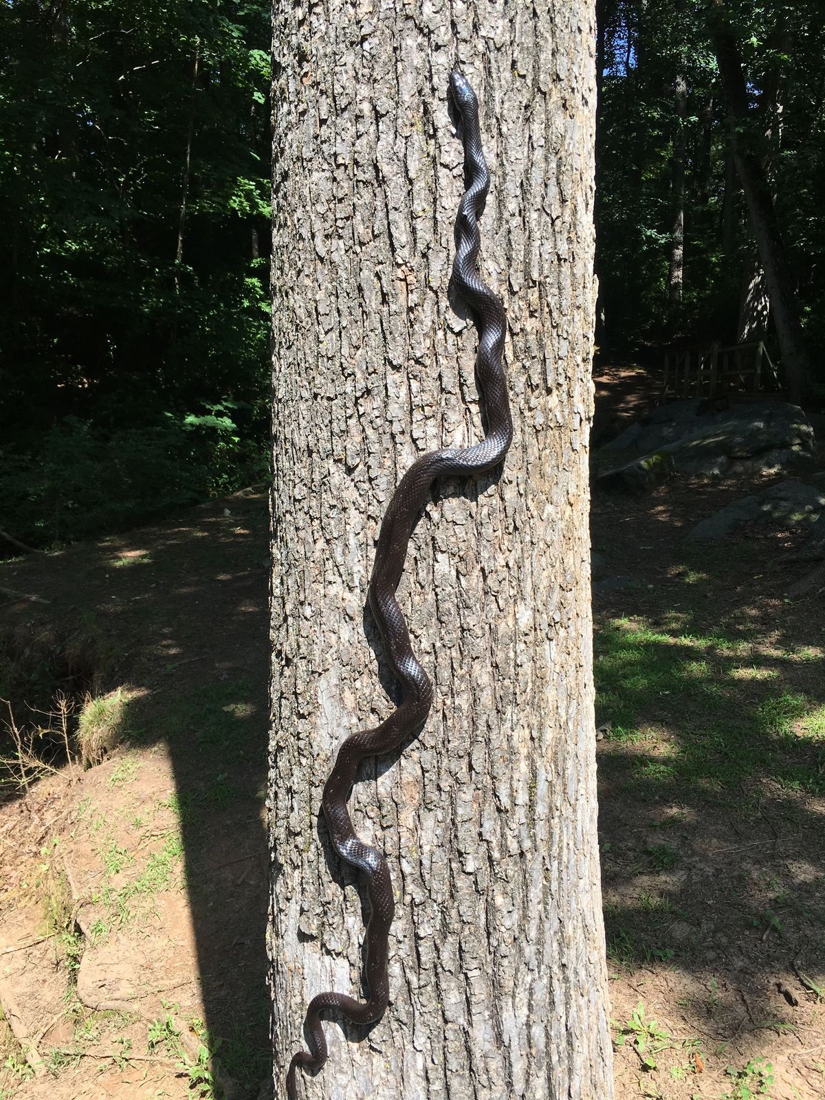 Eastern Ratsnake (Pantherophis alleghaniensis)