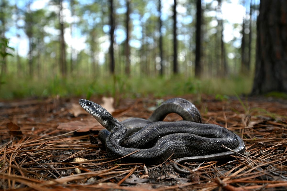 Eastern Ratsnake (Pantherophis alleghaniensis)