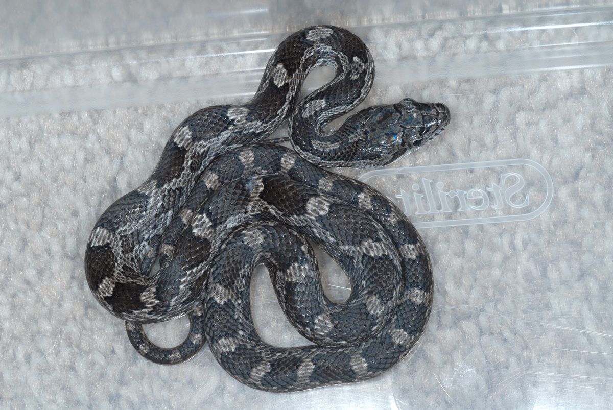 Eastern Ratsnake (Pantherophis alleghaniensis)