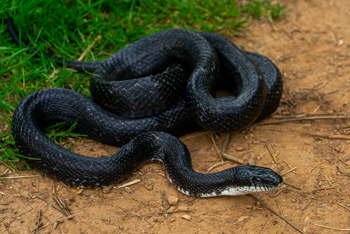 Eastern Ratsnake (Pantherophis alleghaniensis)