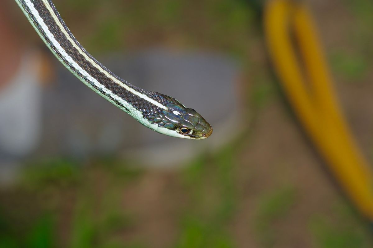 Eastern Ribbon Snake (Thamnophis saurita)