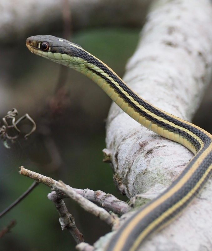 Eastern Ribbon Snake (Thamnophis saurita)