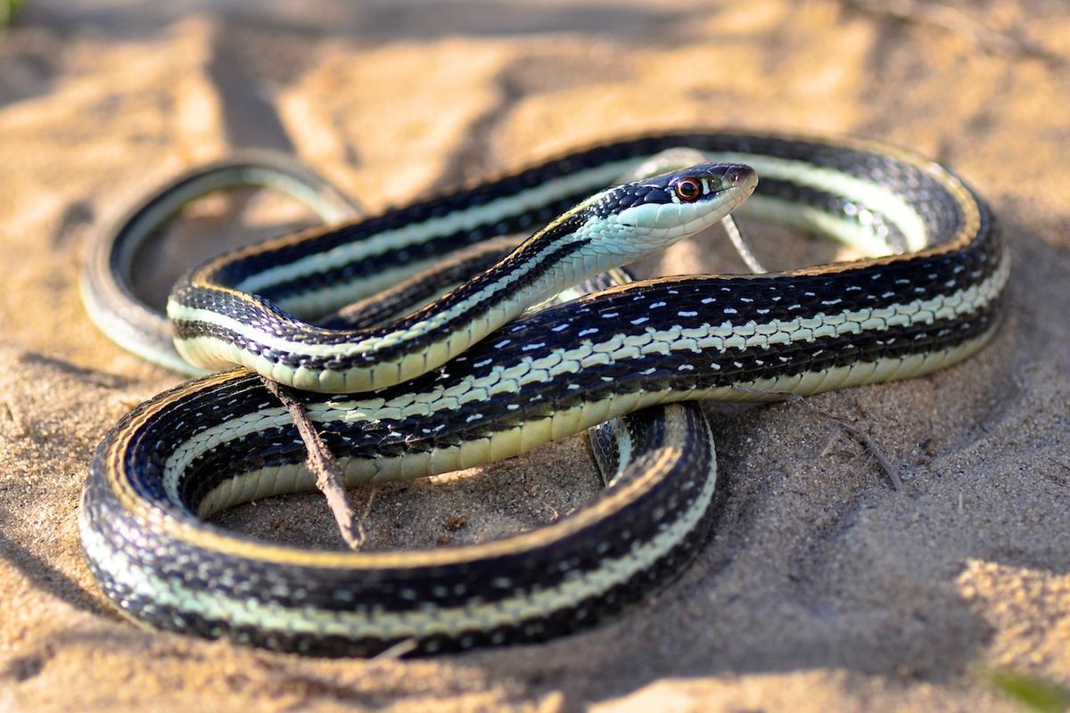 Eastern Ribbon Snake (Thamnophis saurita)