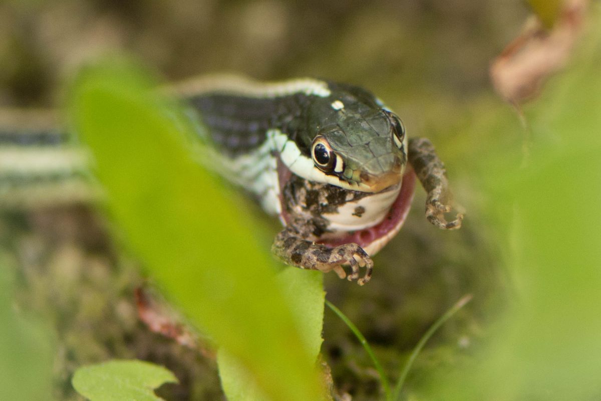 Eastern Ribbon Snake (Thamnophis saurita)