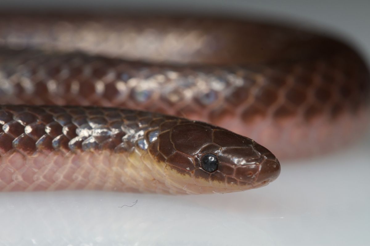 Eastern Wormsnake (Carphophis amoenus)
