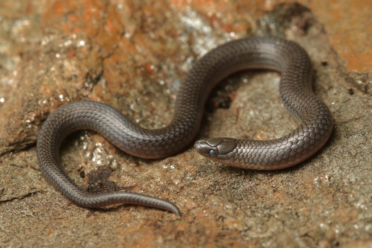 Eastern Wormsnake (Carphophis amoenus)