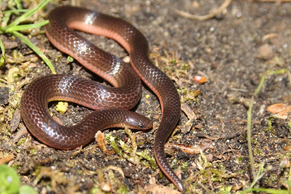 Eastern Wormsnake (Carphophis amoenus)