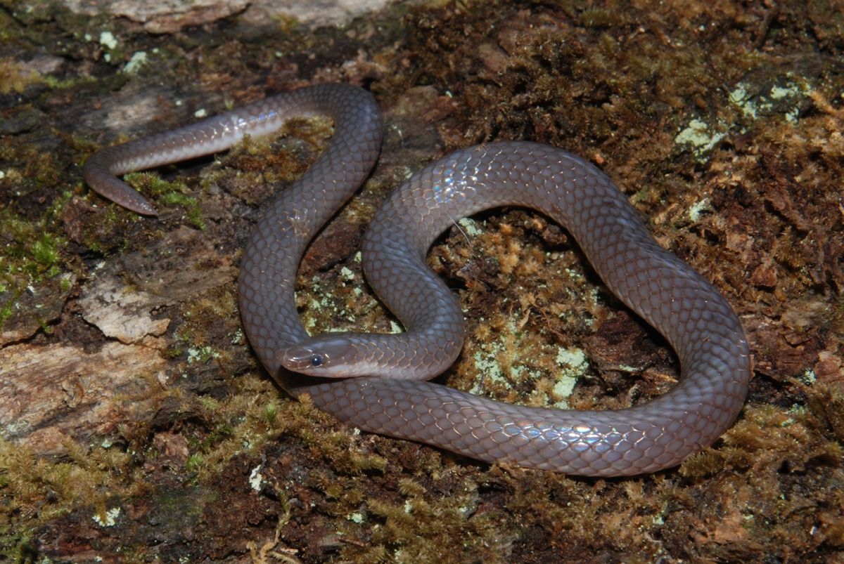 Eastern Wormsnake (Carphophis amoenus)