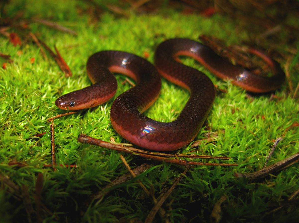 Eastern Wormsnake (Carphophis amoenus)
