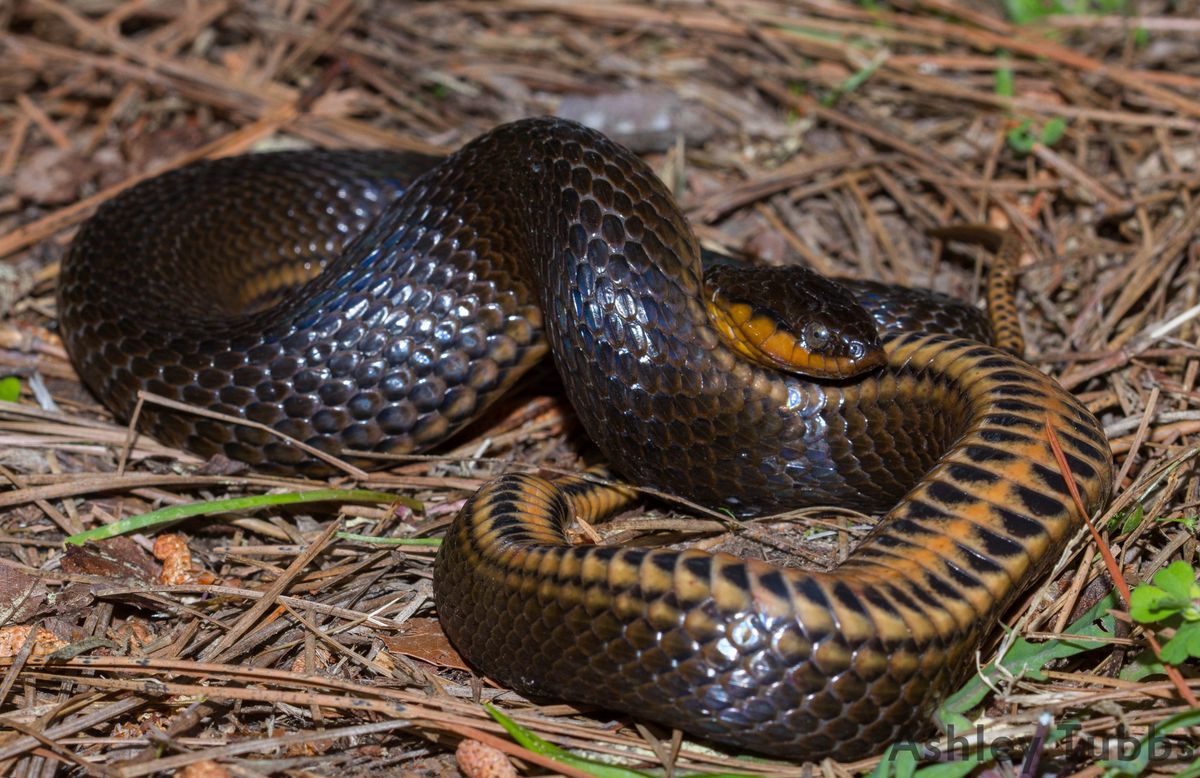 Glossy Crayfish Snake (Regina rigida)