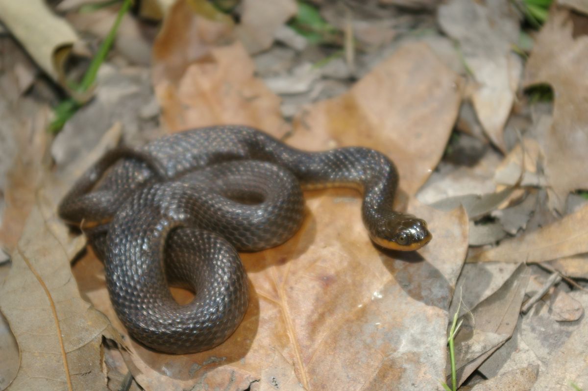 Glossy Crayfish Snake (Regina rigida)