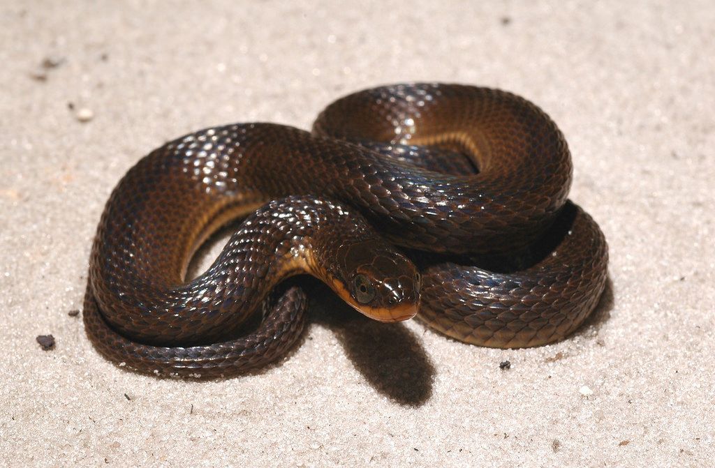 Glossy Crayfish Snake (Regina rigida)