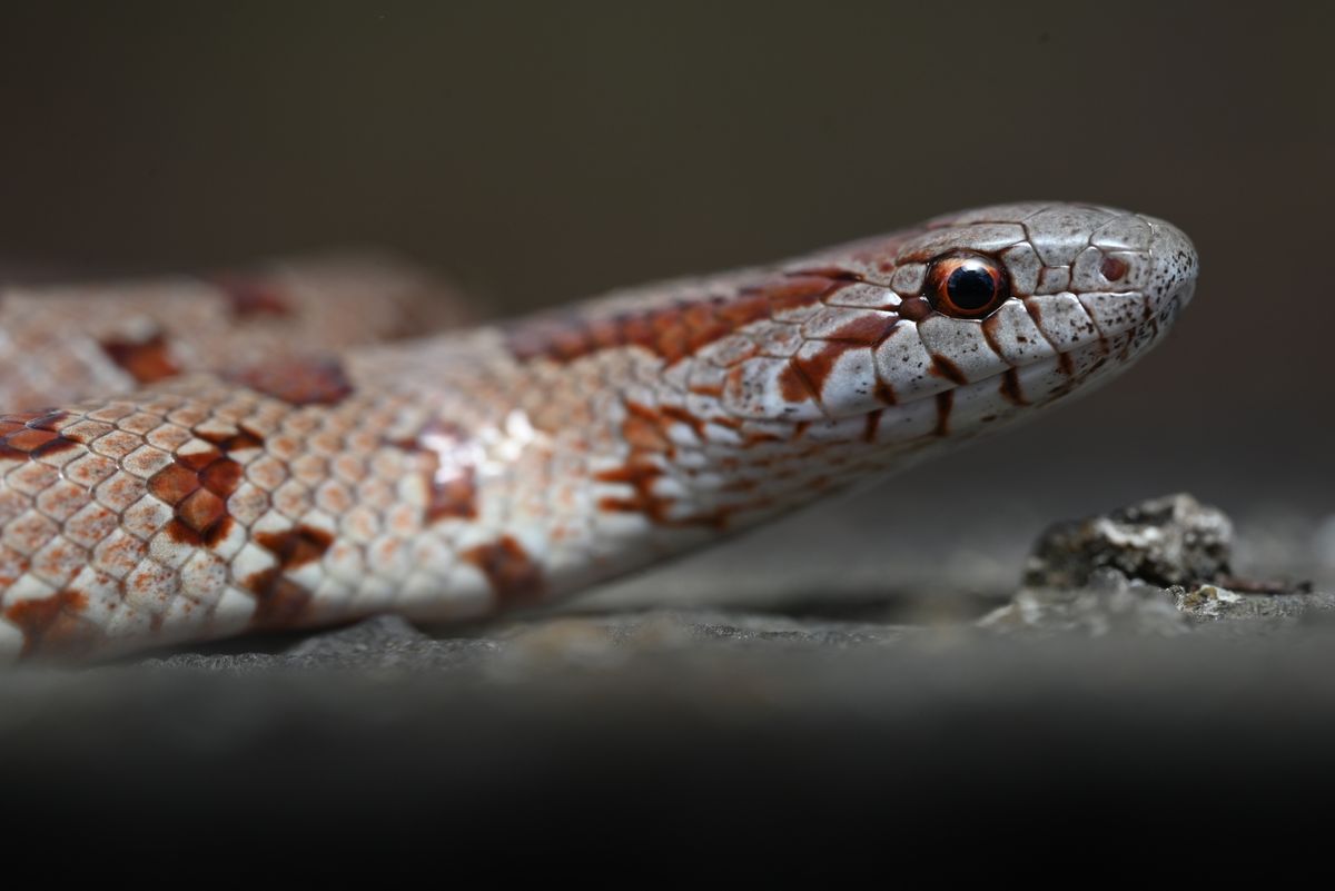 Mole Kingsnake (Lampropeltis rhombomaculata)
