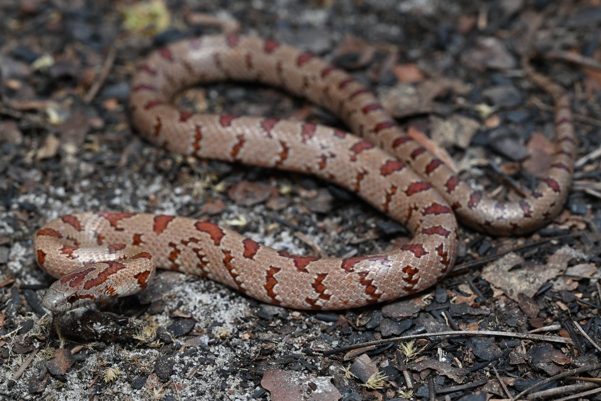 Mole Kingsnake (Lampropeltis rhombomaculata)
