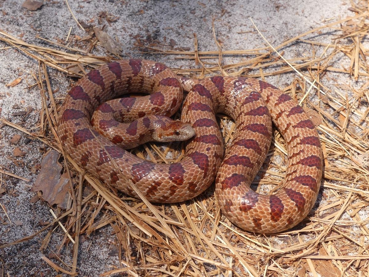 Mole Kingsnake (Lampropeltis rhombomaculata)