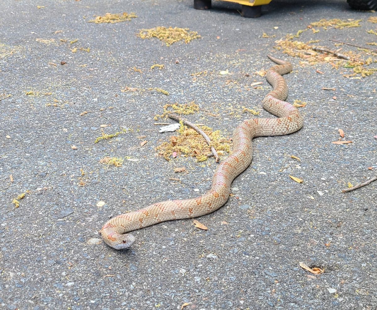 Mole Kingsnake (Lampropeltis rhombomaculata)