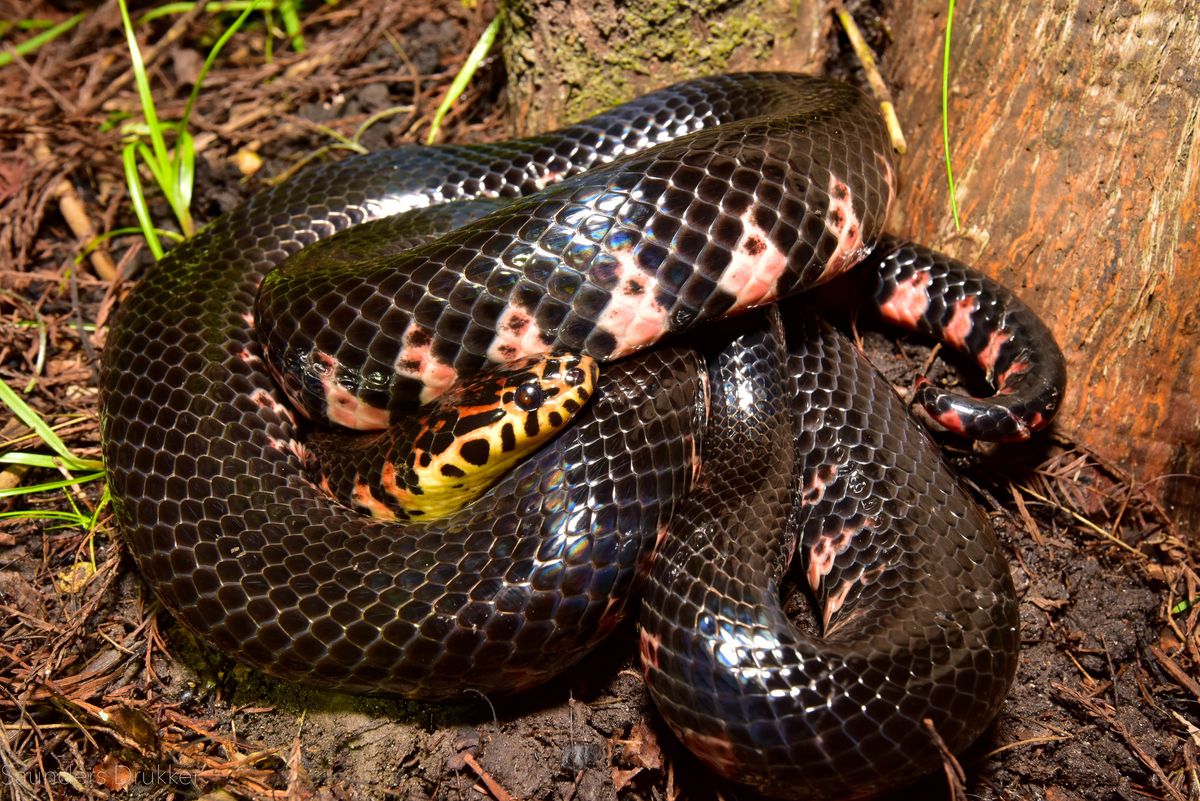 Mud Snake (Farancia abacura)