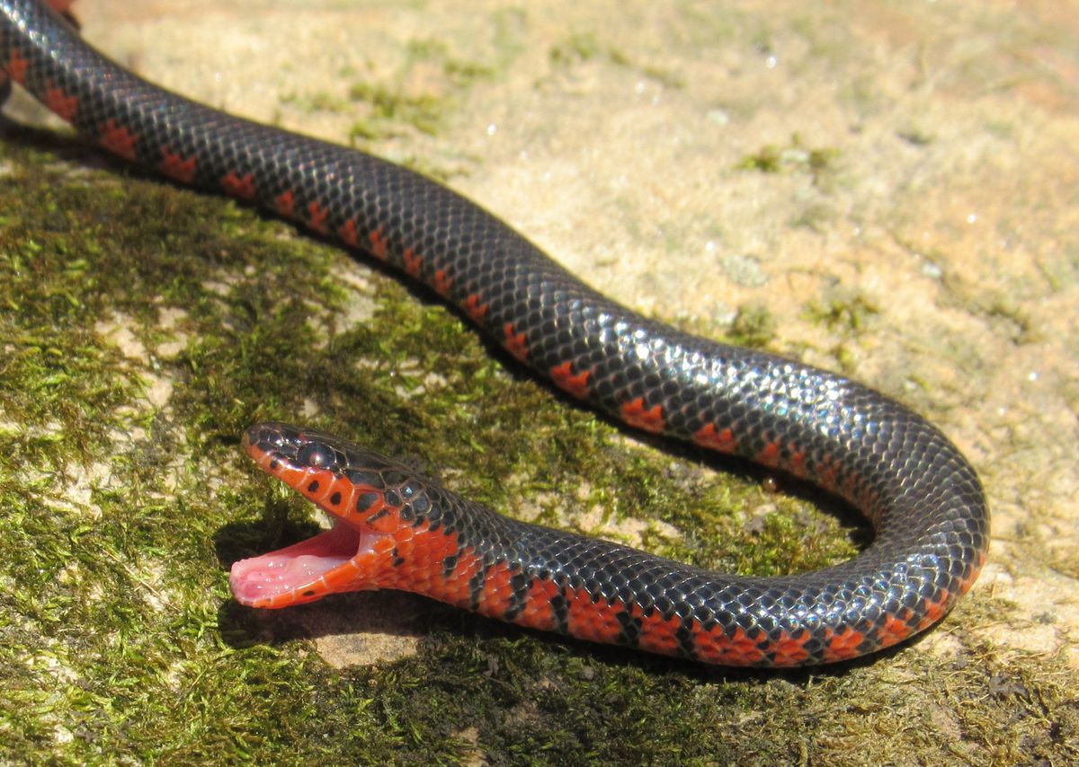 Mud Snake (Farancia abacura)
