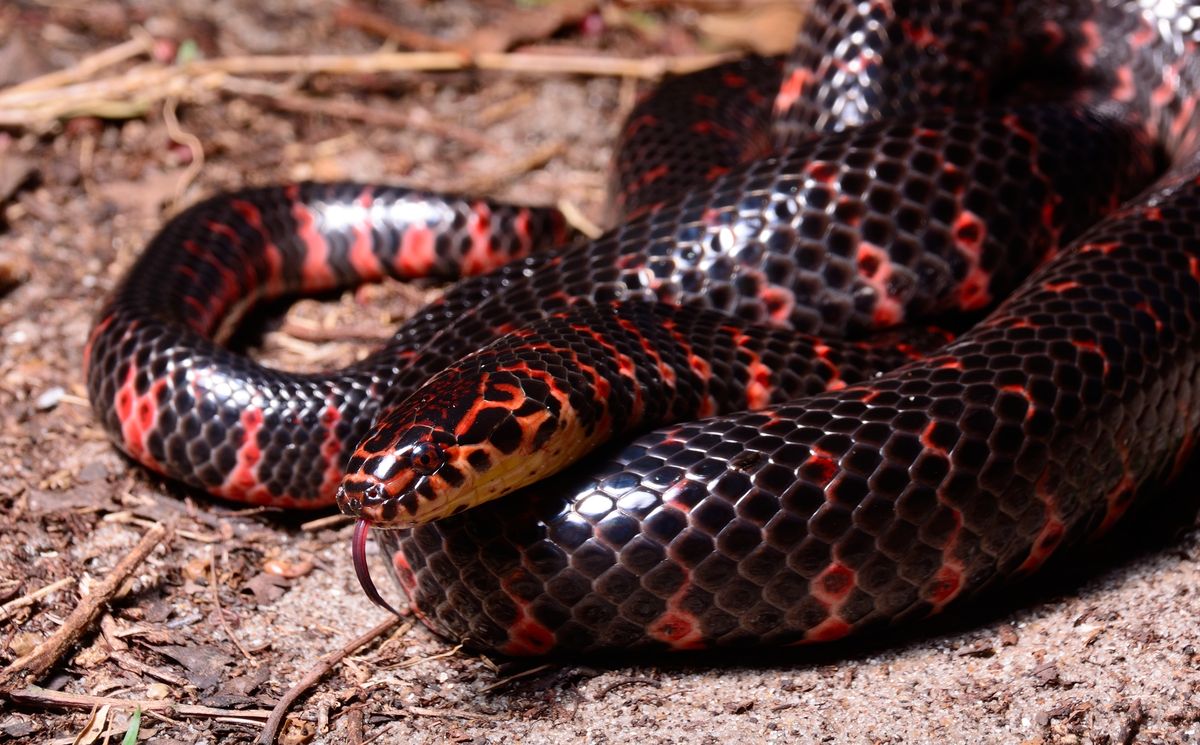 Mud Snake (Farancia abacura)