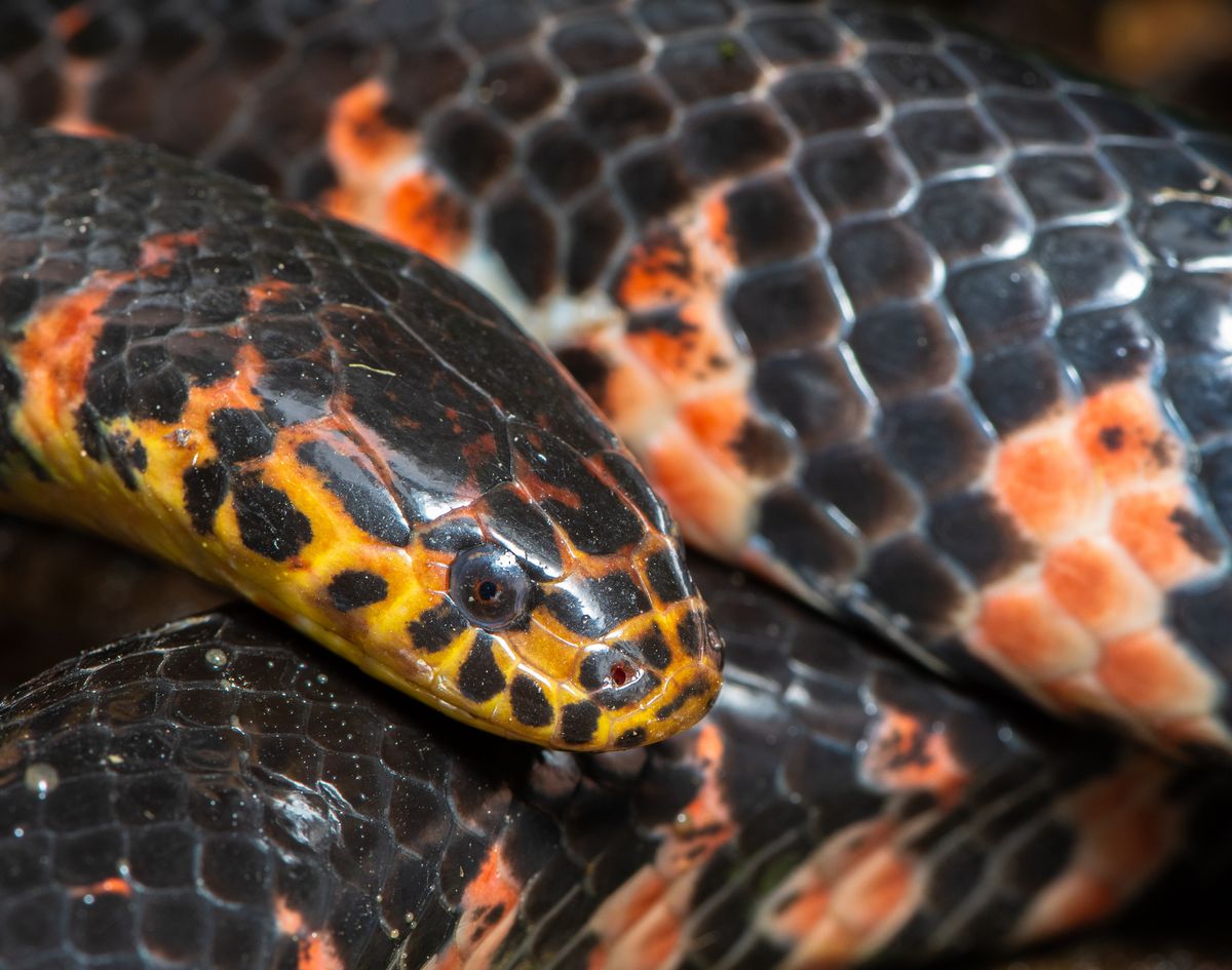 Mud Snake (Farancia abacura)