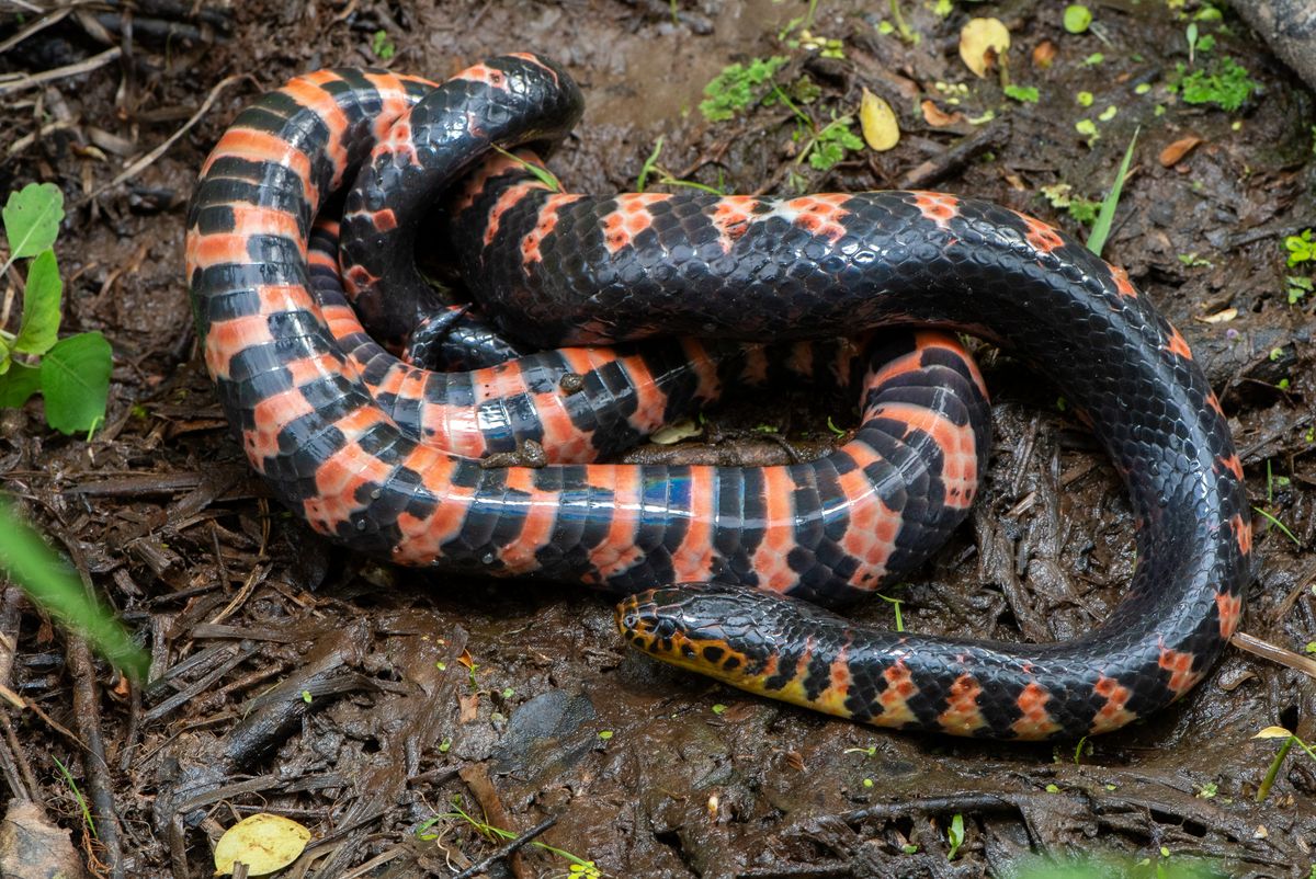 Mud Snake (Farancia abacura)