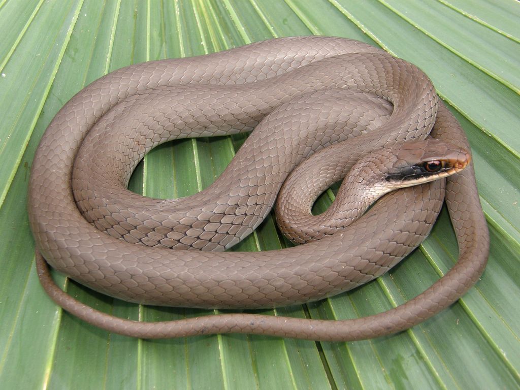 North American Racer (Coluber constrictor)