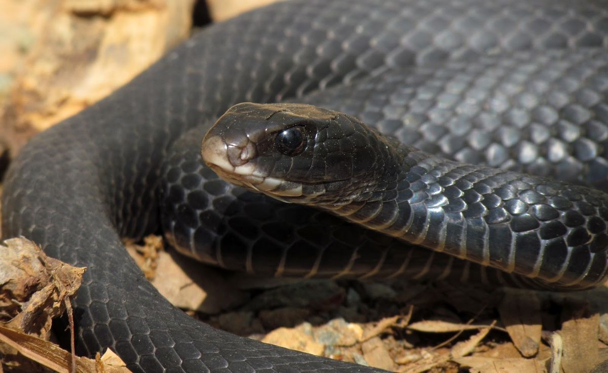 North American Racer (Coluber constrictor)