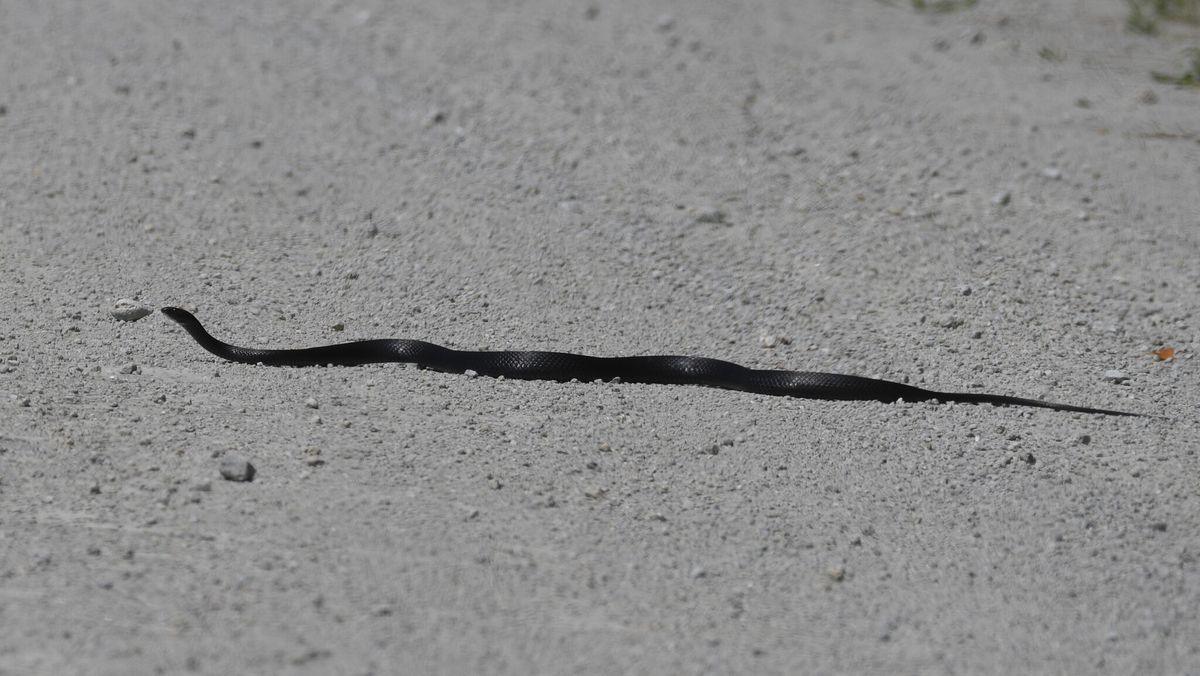 North American Racer (Coluber constrictor)