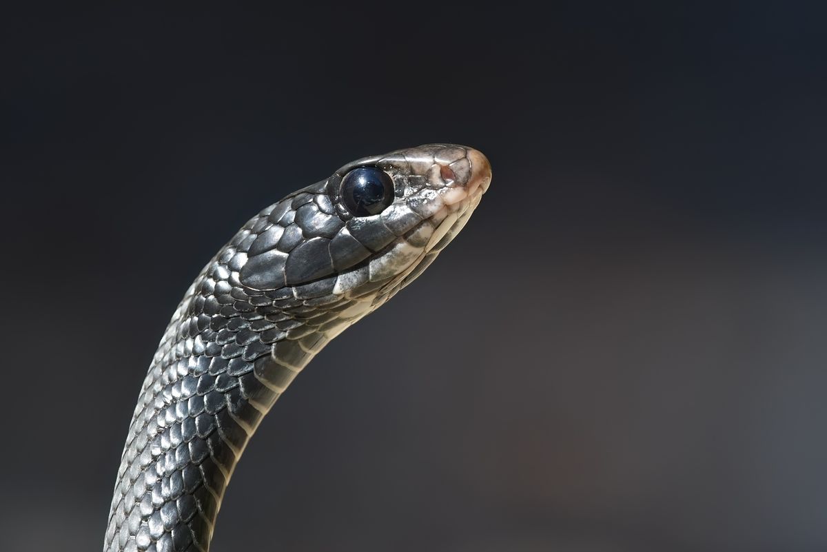North American Racer (Coluber constrictor)