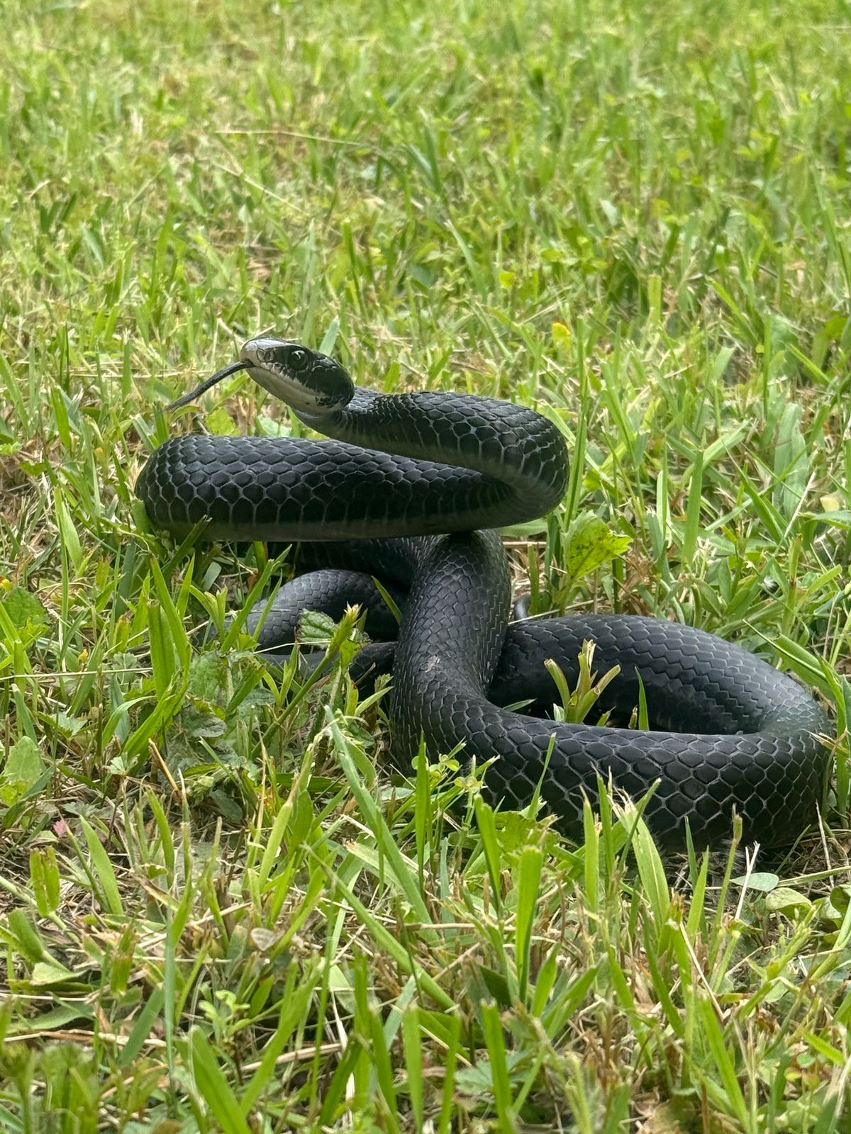 North American Racer (Coluber constrictor)