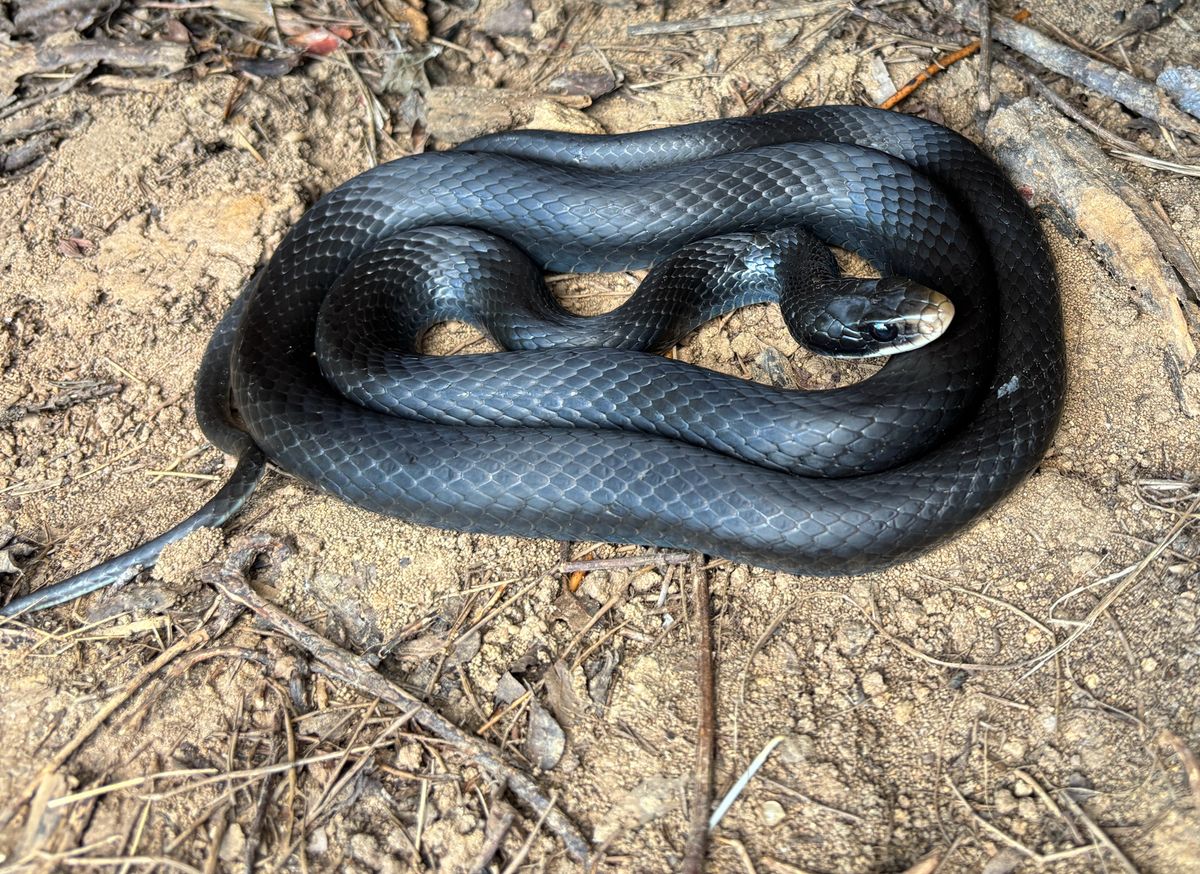 North American Racer (Coluber constrictor)